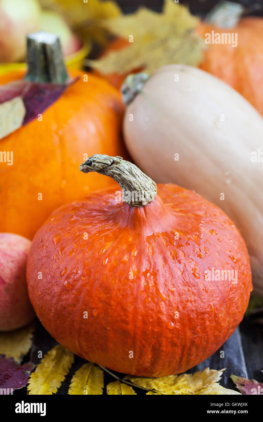 Autumn veggies hi-res stock photography and images - Alamy