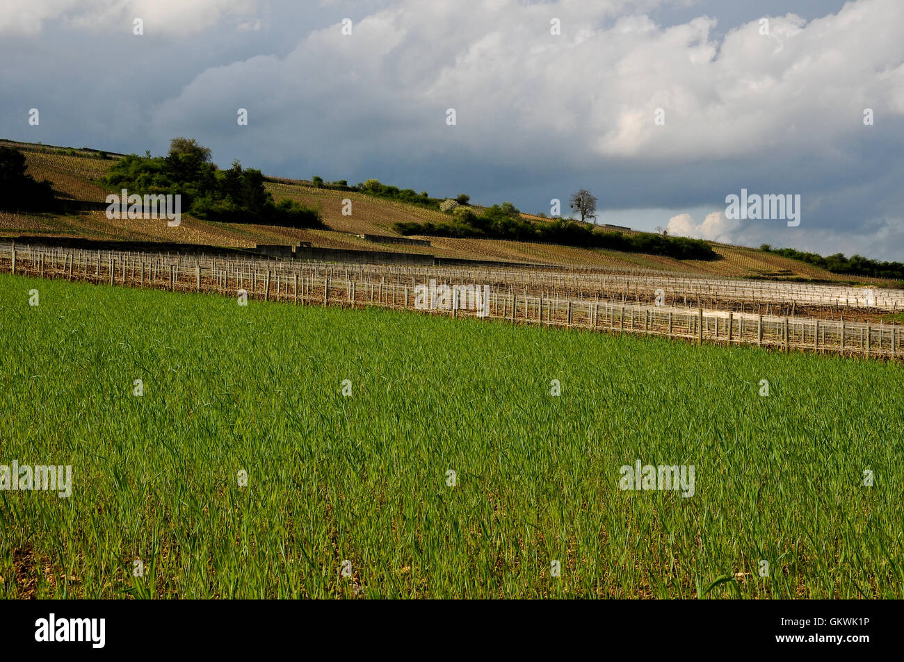 the beautiful vineyards in beaune cote de beaune where wine is produced