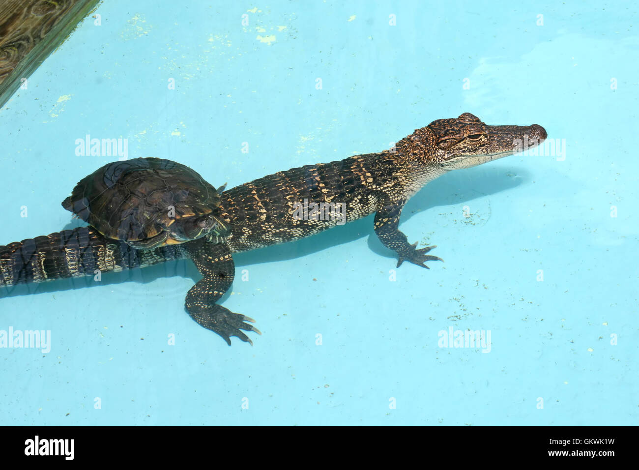 An Alligator and a Turtle swimming in water. Stock Photo