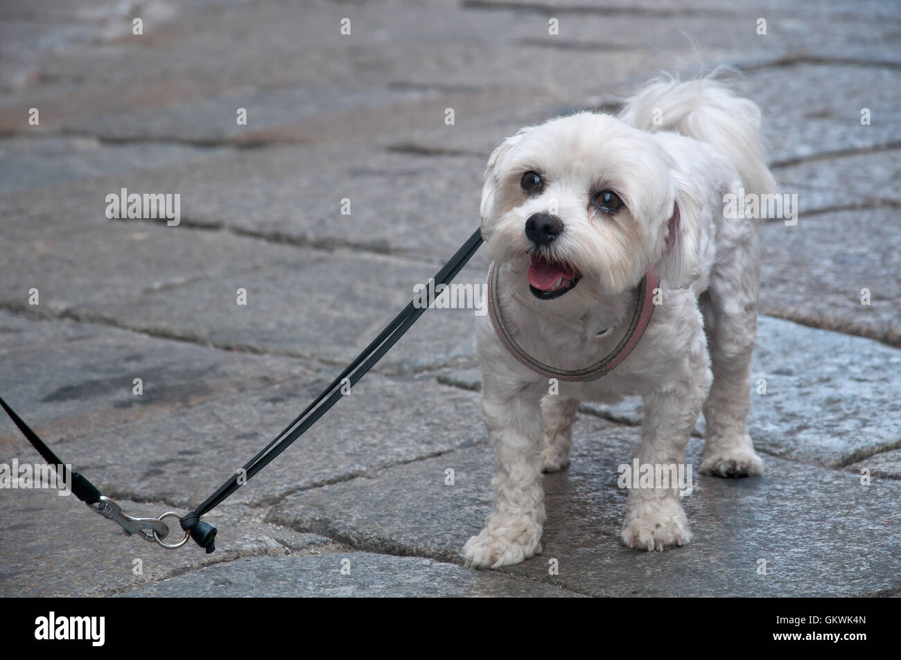 Children on leash hi-res stock photography and images - Alamy