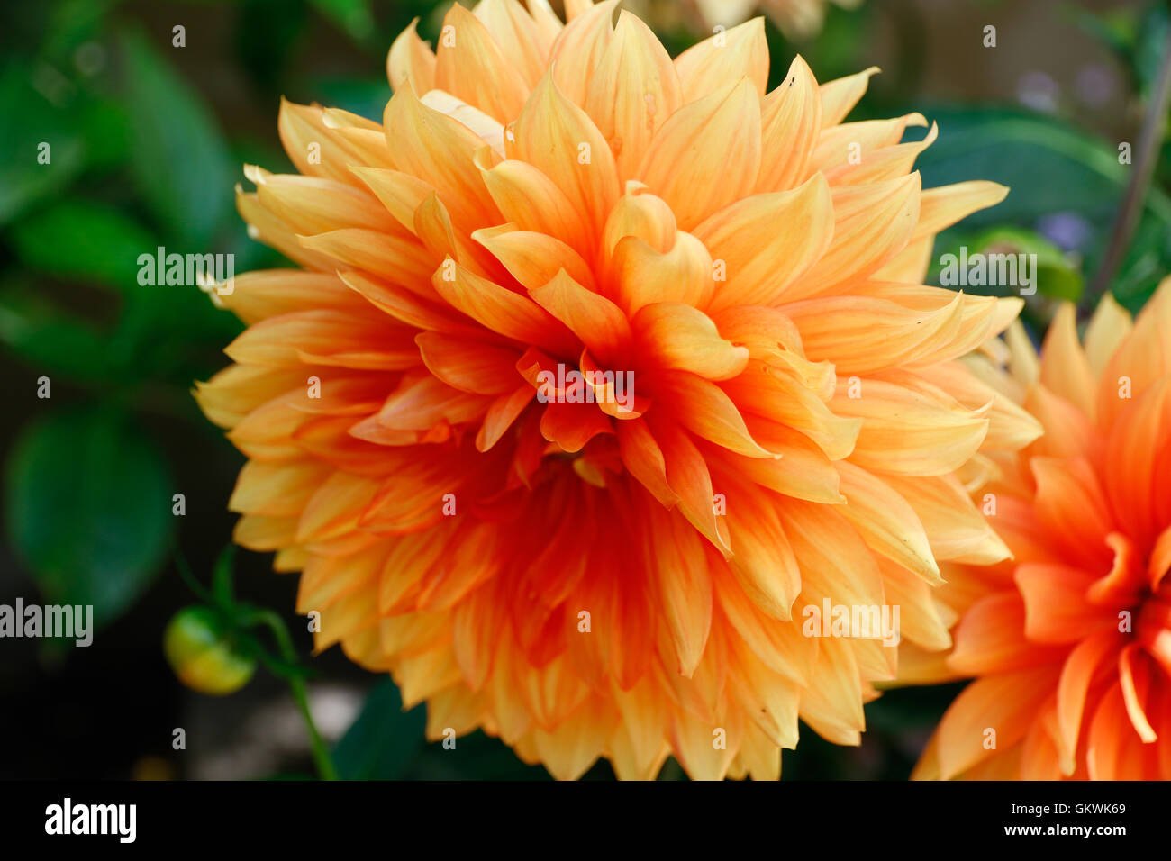 Orange chrysanthemum hi-res stock photography and images - Alamy