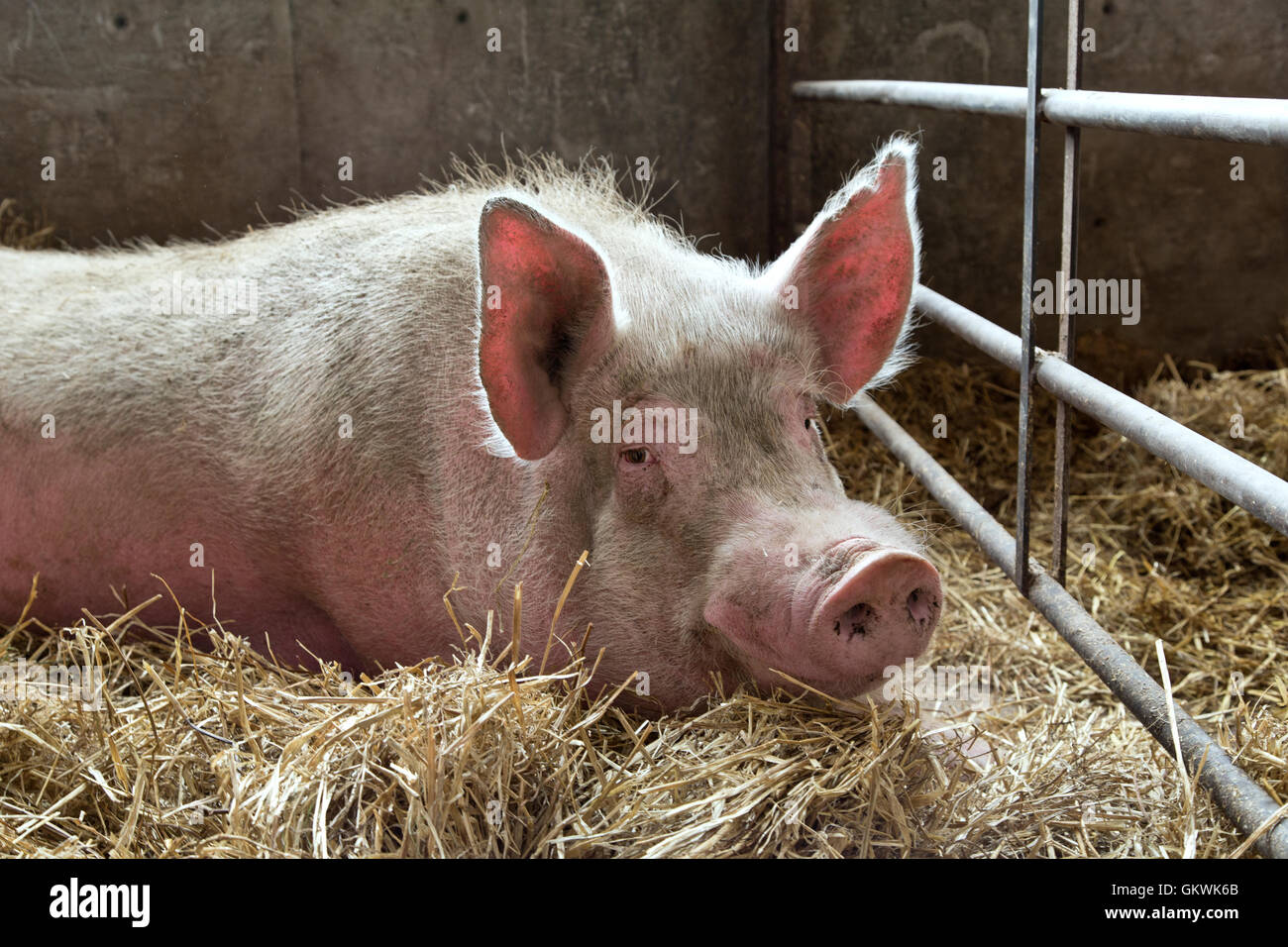 Boar resting on straw, pen. Stock Photo