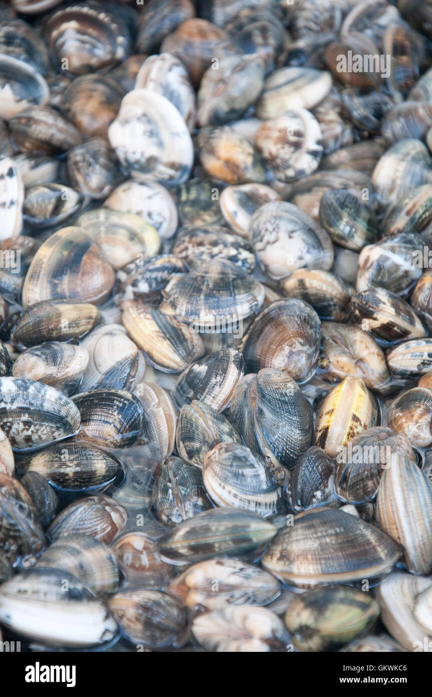 beautiful and delicious fresh water clams Stock Photo Alamy