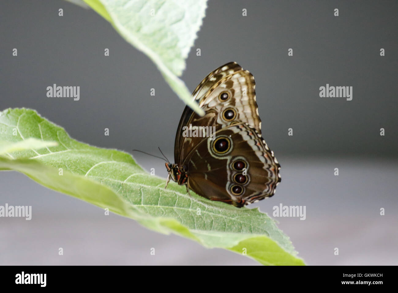 Brown butterfly with eyes on its wings Stock Photo Alamy