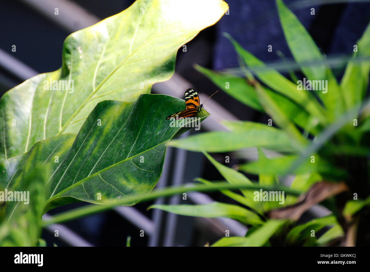 Monarch butterfly sitting on a leaf Stock Photo - Alamy