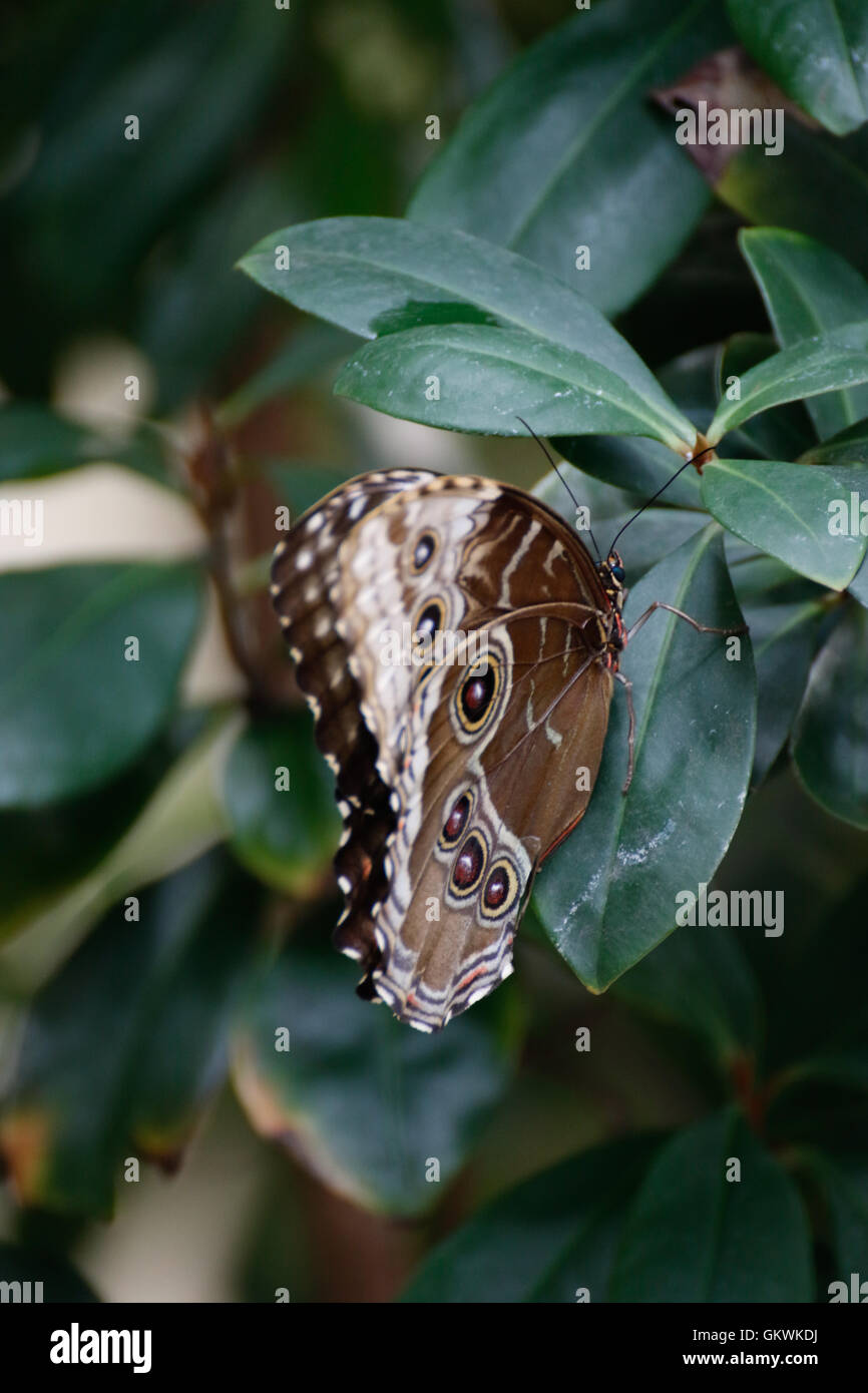 Brown butterfly with eyes on its wings Stock Photo Alamy