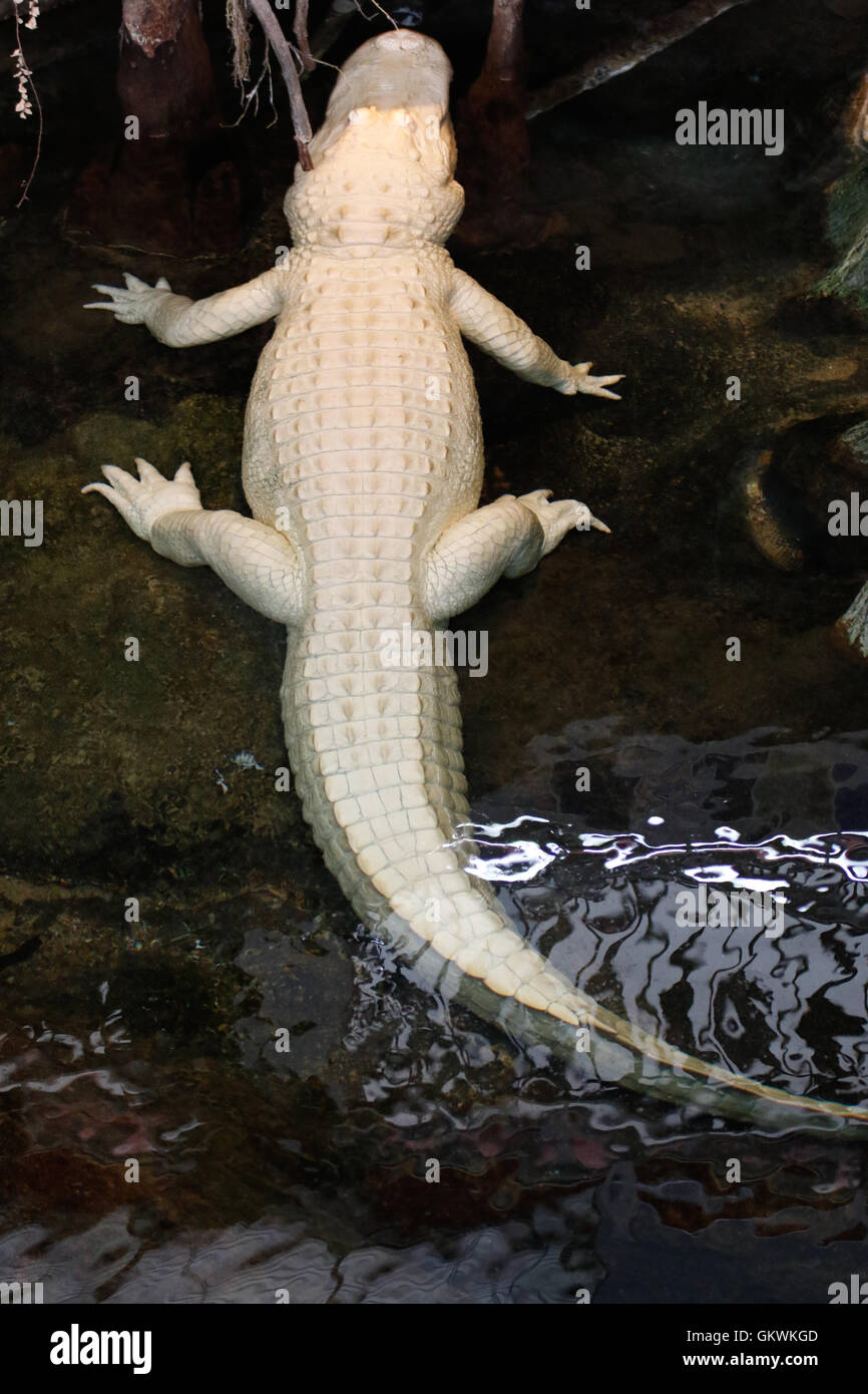 Rare white albino crocodile Stock Photo - Alamy