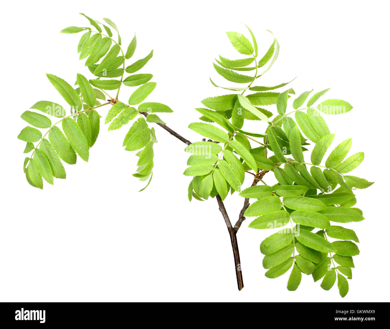Rowan leaf Cut Out Stock Images & Pictures - Alamy