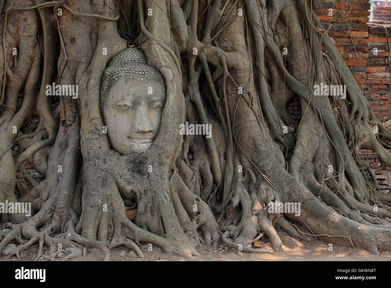 Thalland, Ayutthaya, Head of Buddha between boughs of tree Stock Photo