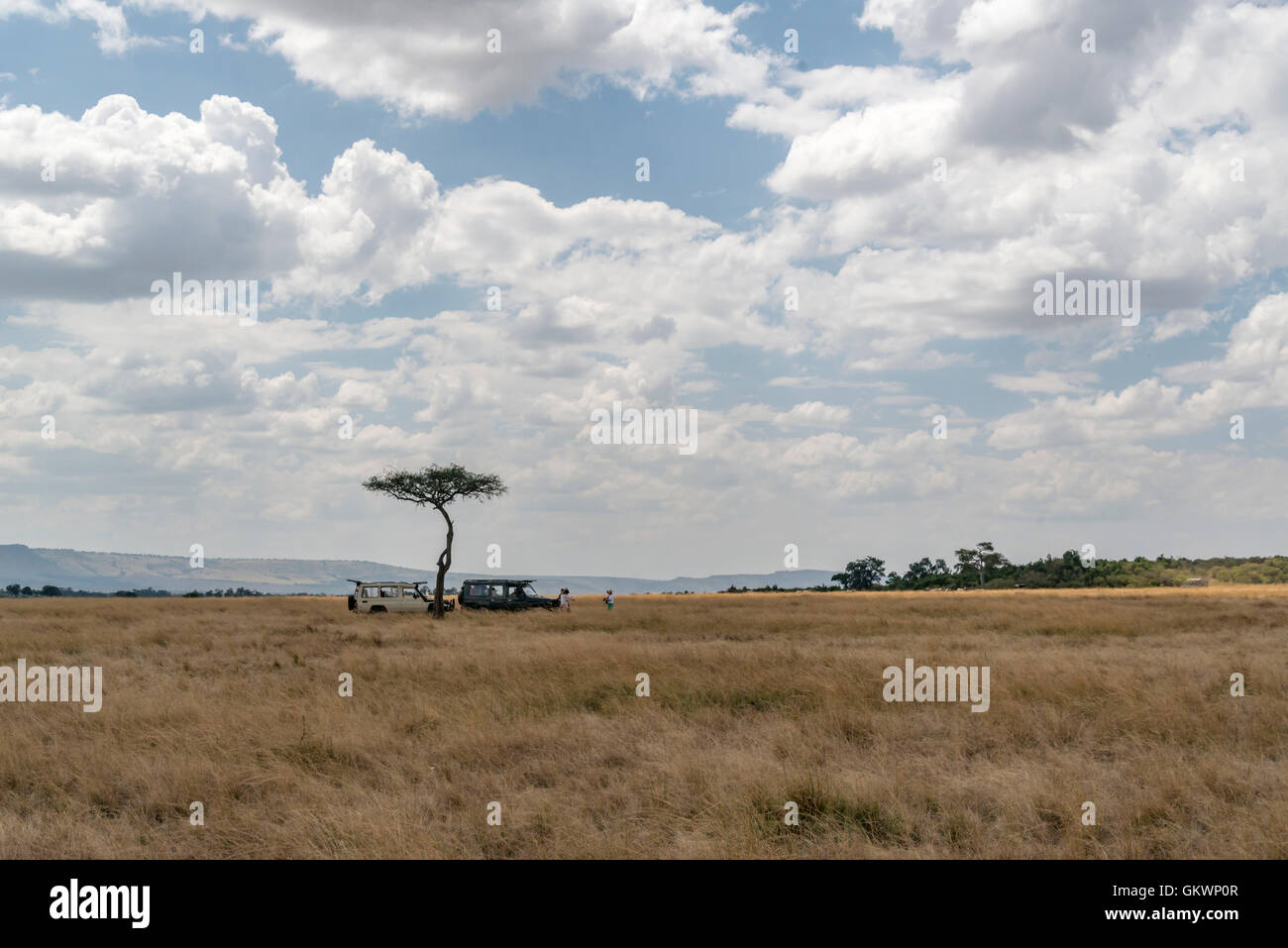 safari, Kenya, Tanzania , Zambia , wildlife, lions , big-five , park , Serengeti,landscape, mara,wildlife, blue, sky, serengeti Stock Photo