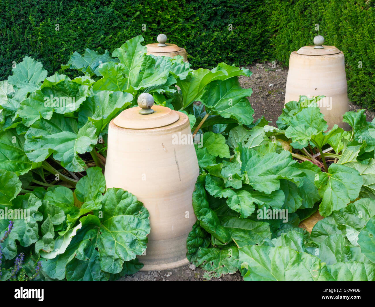 Rhubarb growing in the walled garden at Castle Howard York, with Forcing Pots used to cover the plants to promote early growth. Stock Photo