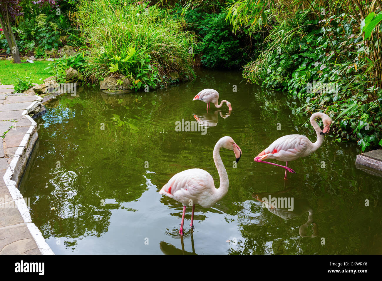 Kensington roof garden flamingo hires stock photography and images Alamy
