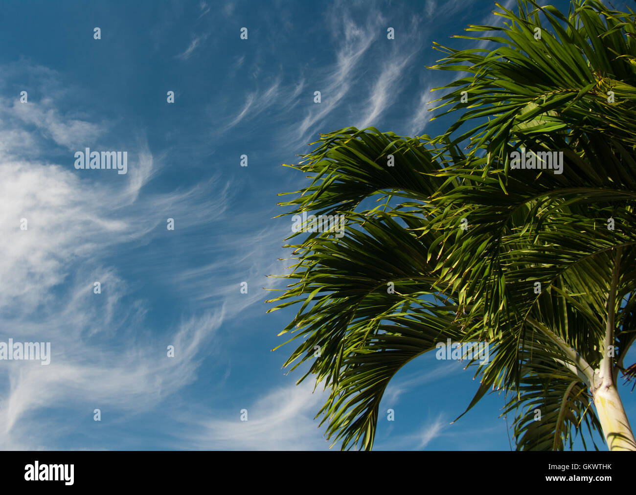 A palm tree is viewed against a sky full of stratus clouds on a sunny 'tourist season' day in southwest Florida, USA. Stock Photo