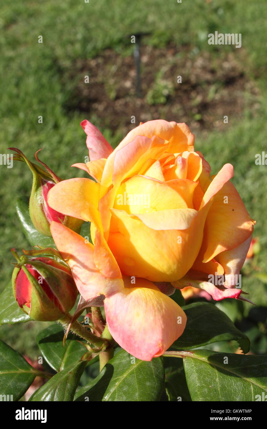 Yellow rose detailed hi-res stock photography and images - Alamy