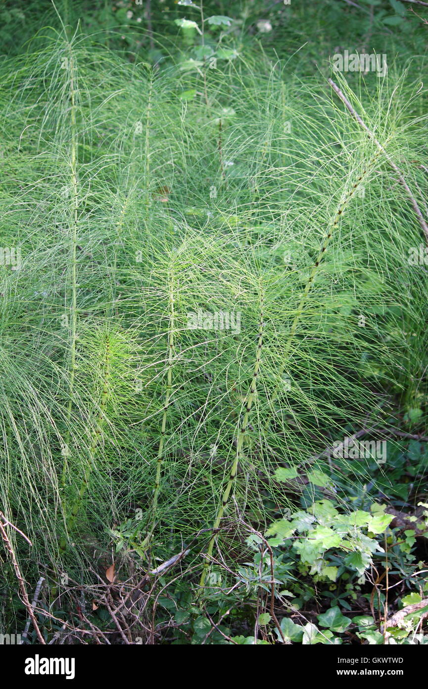 Field Horsetail (Equisetum Arvense) growing in a swamp Stock Photo