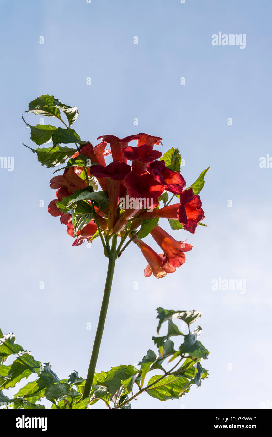 Trumpet vine Flower, scientific name Campsis radicans Stock Photo Alamy