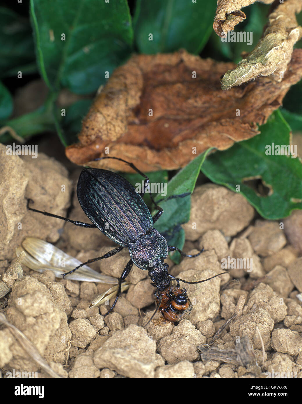 Ground Beetle With Prey Stock Photos & Ground Beetle With Prey Stock
