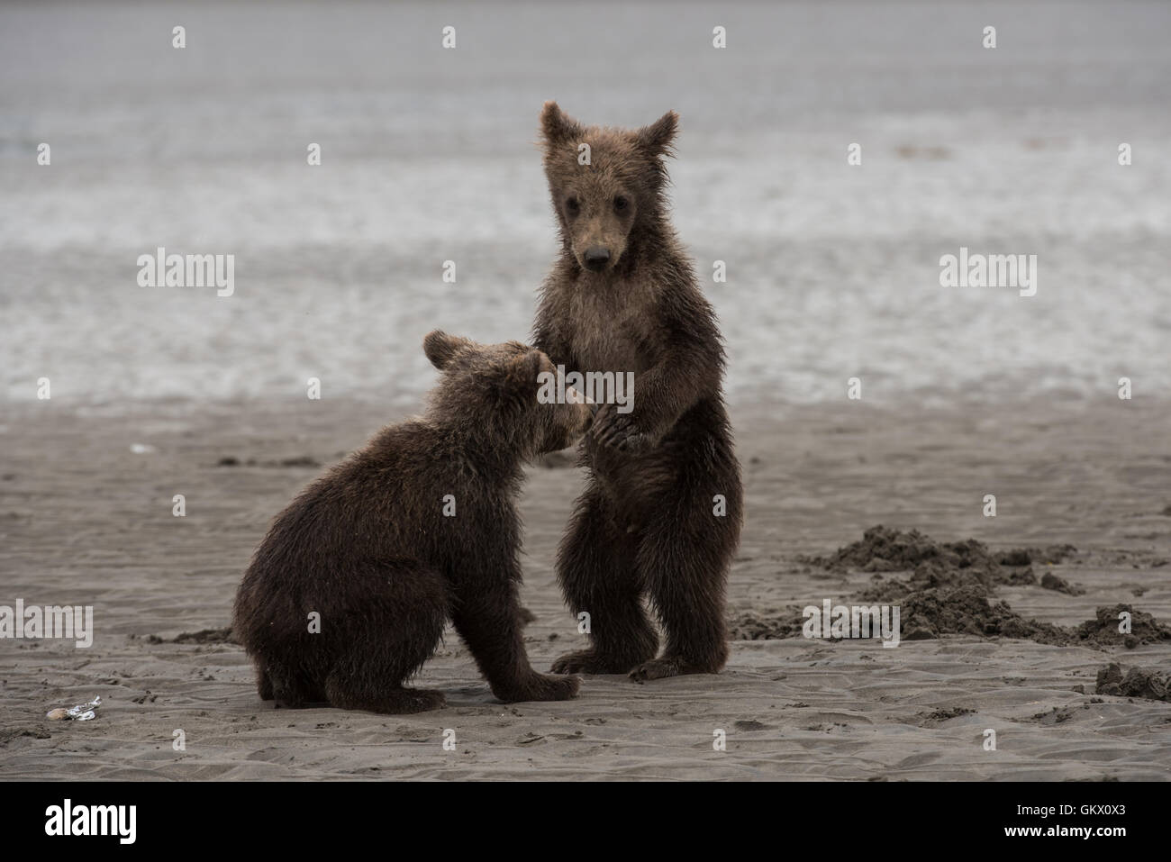 Alaskan brown bear cubs playing Stock Photo - Alamy