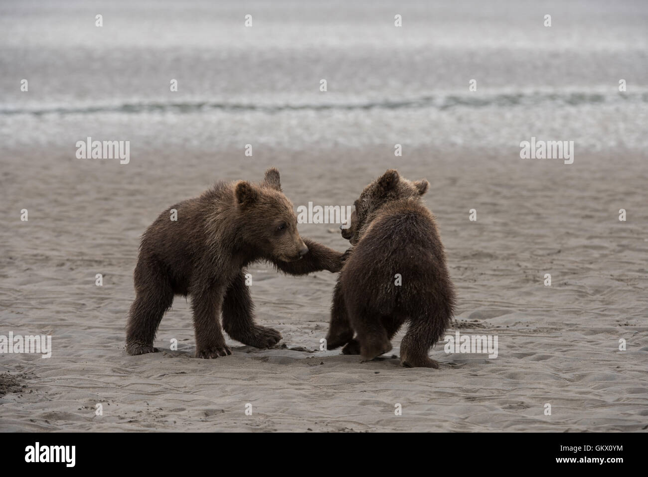 Alaskan brown bear cubs playing Stock Photo - Alamy