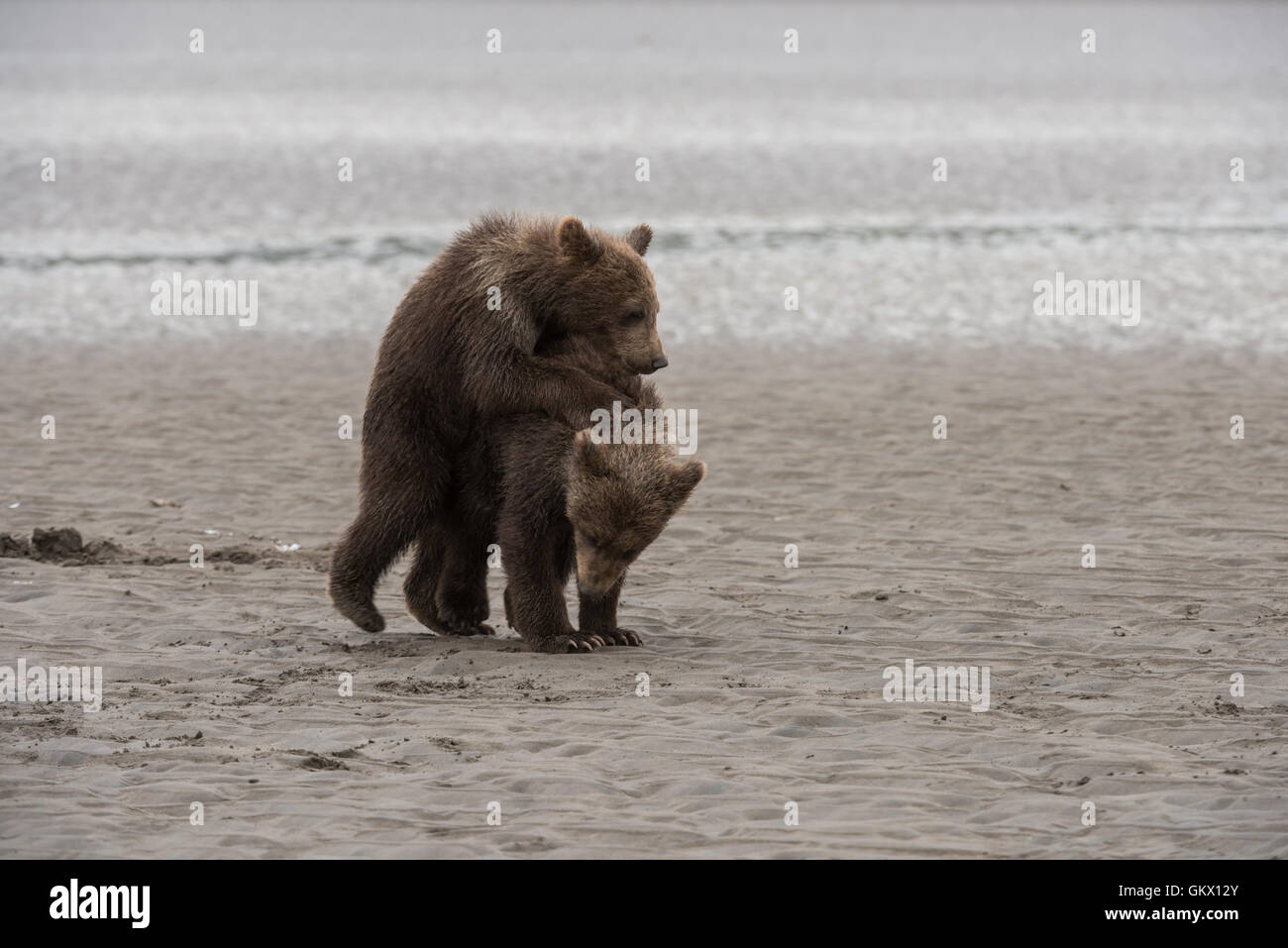 Alaskan brown bear cubs playing Stock Photo - Alamy