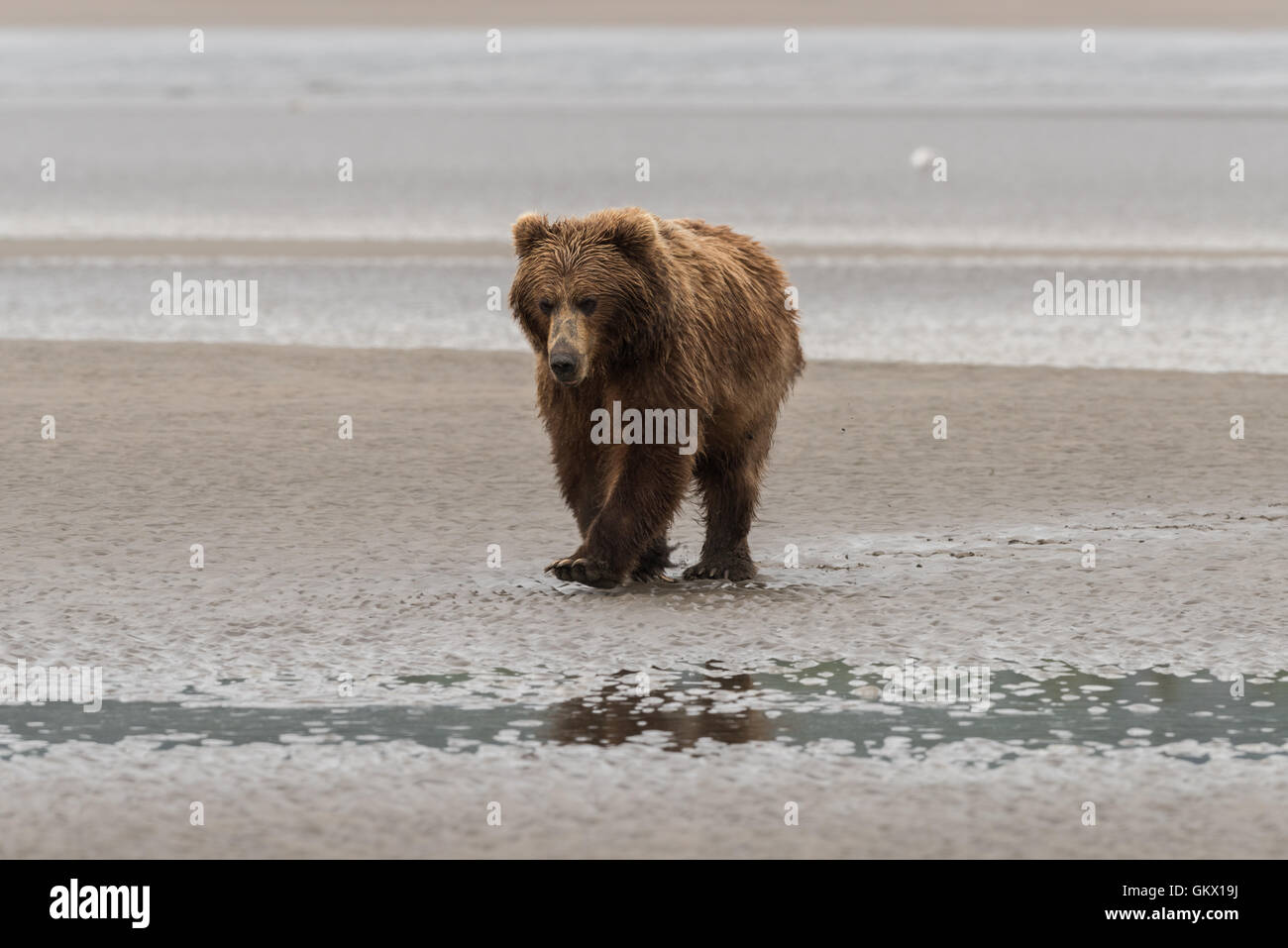 Alaskan brown bear walking on beach. Stock Photo