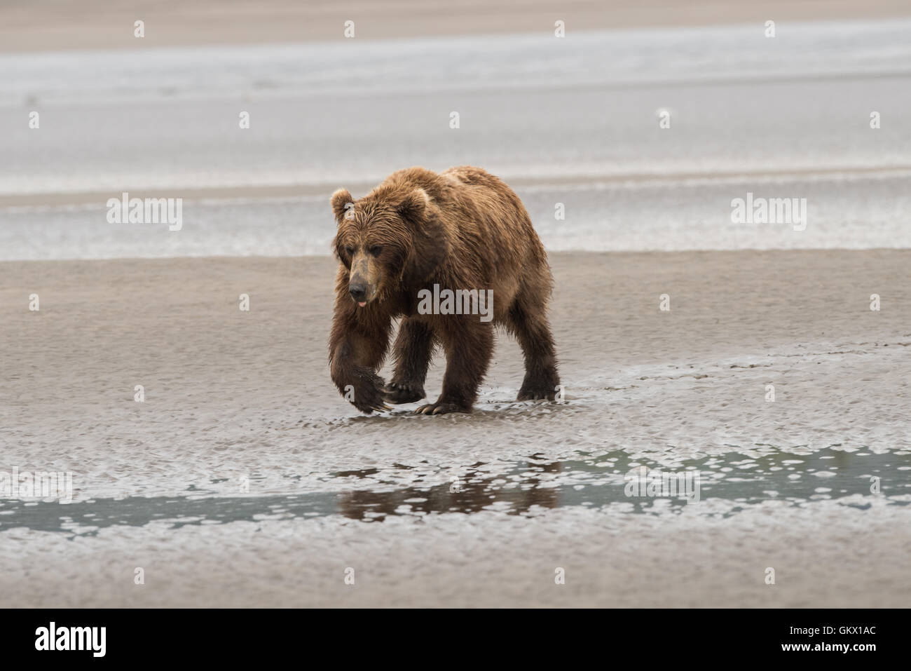 Alaskan brown bear walking on beach. Stock Photo