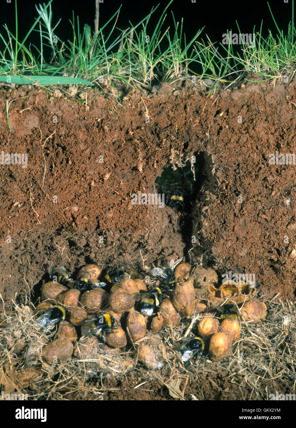 Bumblebee Nest High Resolution Stock Photography and Images Alamy