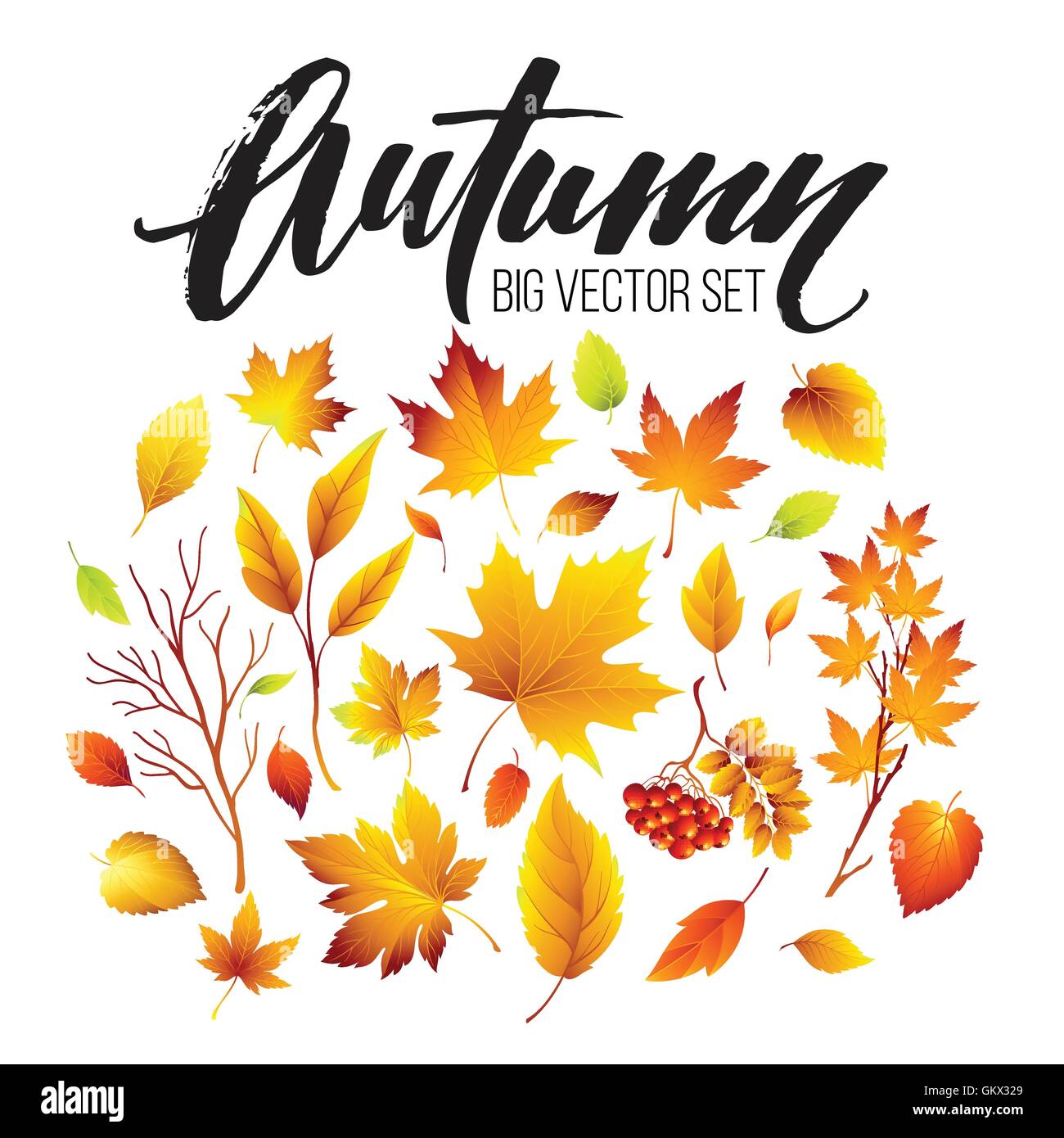 Color autumn leaves on white background. Fall leaf set. Vector ...