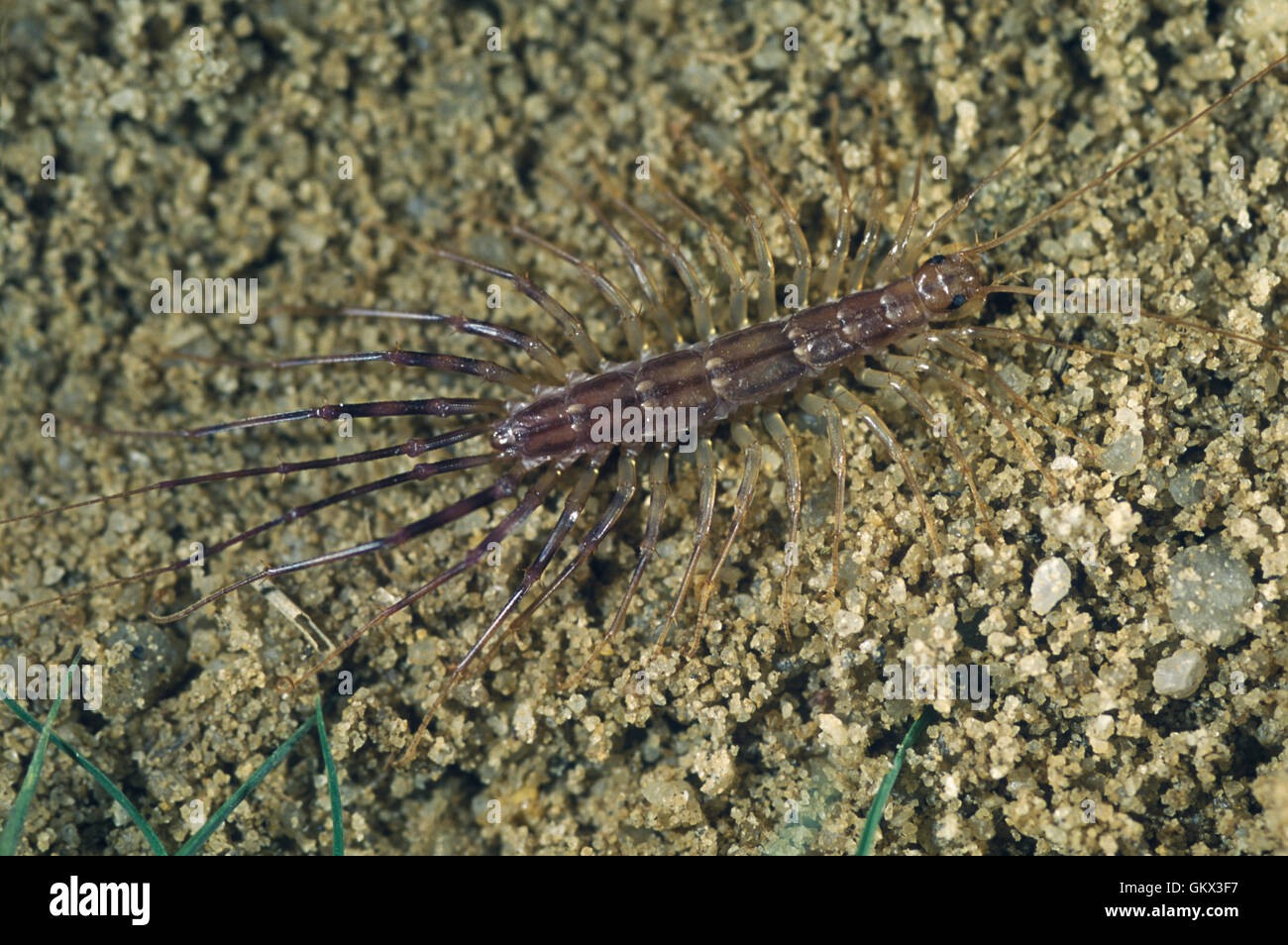 Human Centipede High Resolution Stock Photography and Images - Alamy