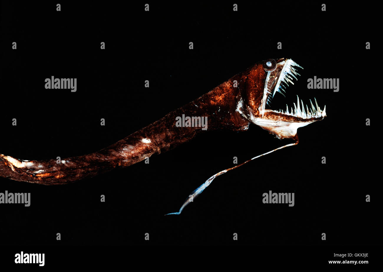 Ribbon sawtail fish, Idiacanthus fasciola. Portugal Stock Photo
