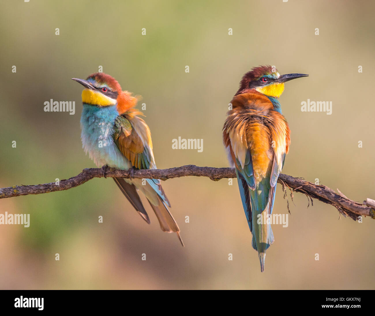 Two European Bee-eaters (Merops apiaster) perching on a branch Stock Photo