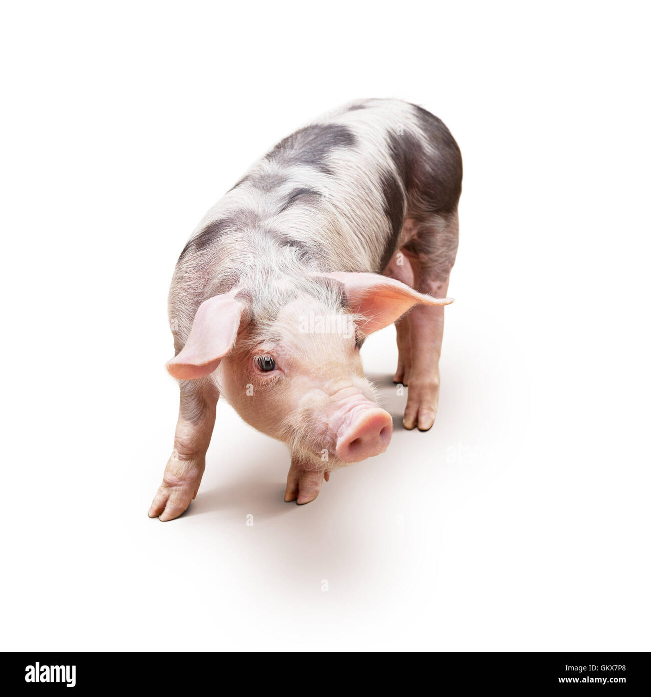 Young piglet Stock Photo