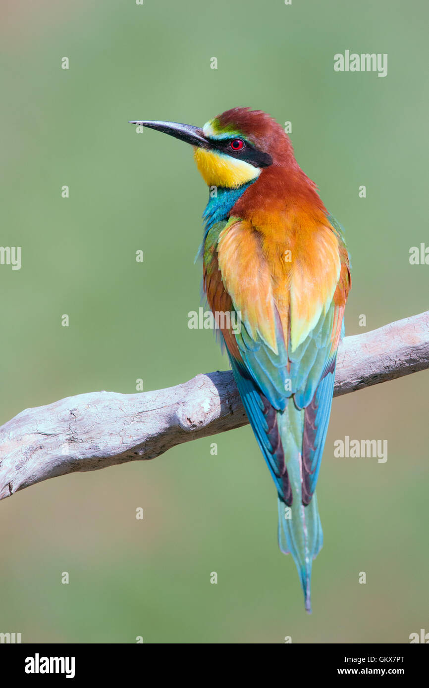 European Bee-eater (Merops apiaster) perching on branch Stock Photo