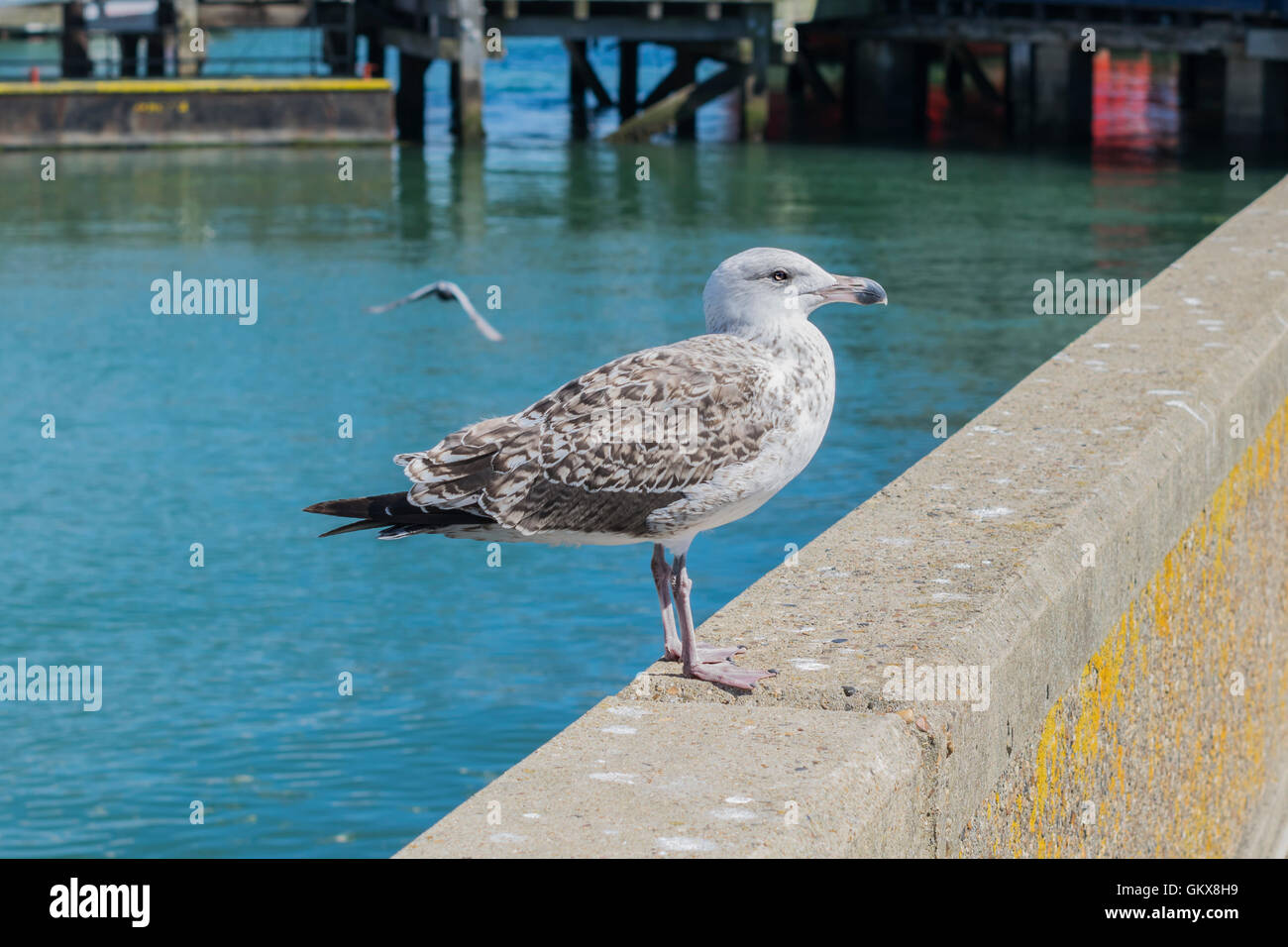Young herring gull standing on a harbor wall Stock Photo Alamy