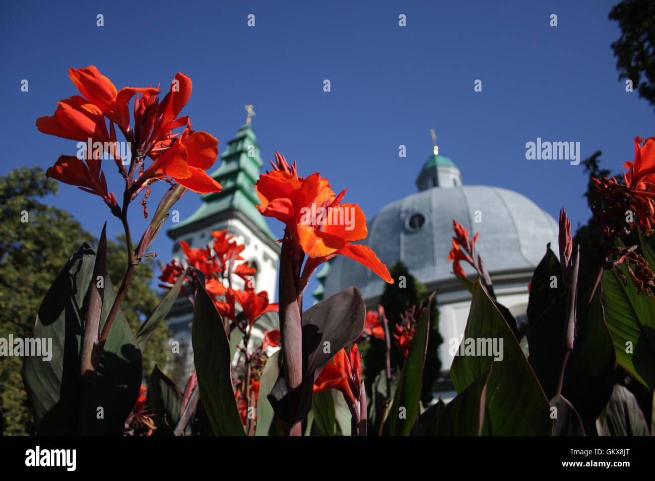 A flower bed with red flowers in a city Stock Photo - Alamy