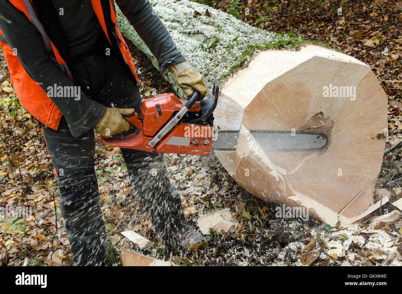 Cutting through wood chainsaw hi-res stock photography and images - Alamy