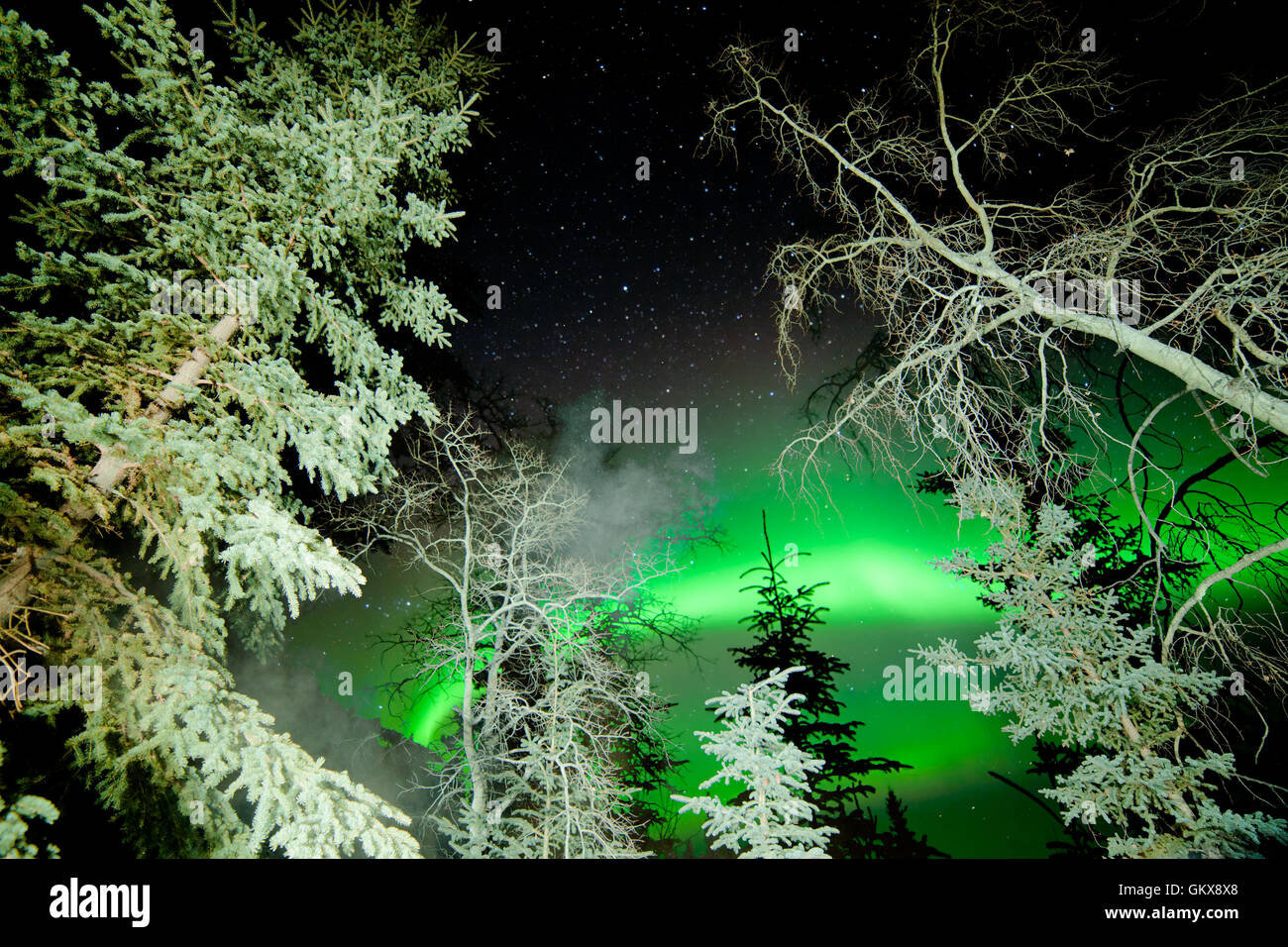 Star trails and Northern lights in sky over taiga Stock Photo