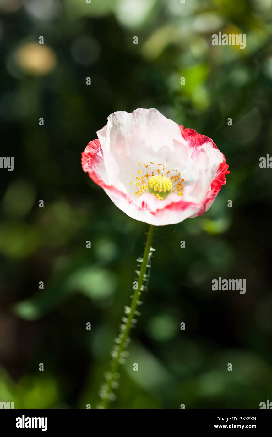 Field poppy bud meadow hi-res stock photography and images - Alamy