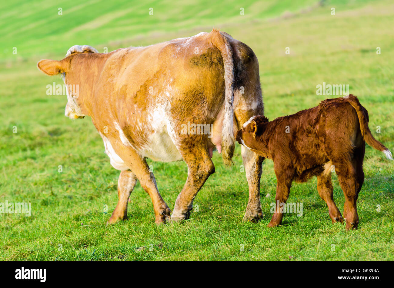 Cow and calf Stock Photo - Alamy