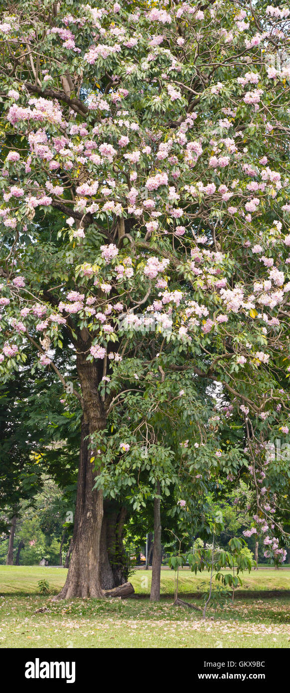 Pink trumpet tree Stock Photo