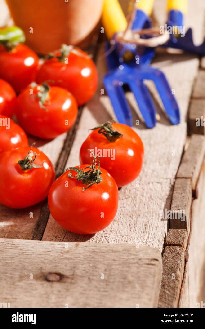 fresh cherry tomatoes Stock Photo - Alamy