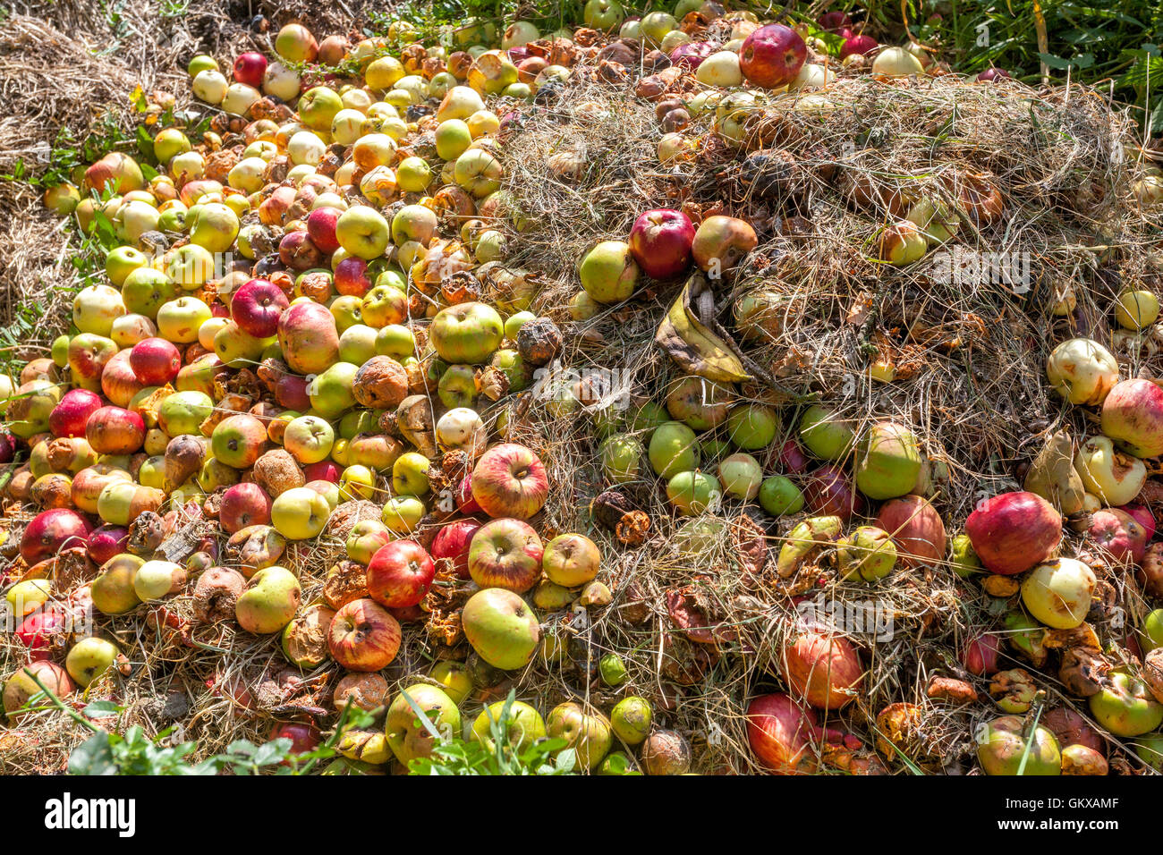Compost pile of rotting apples, composting fruits in the garden Stock Photo