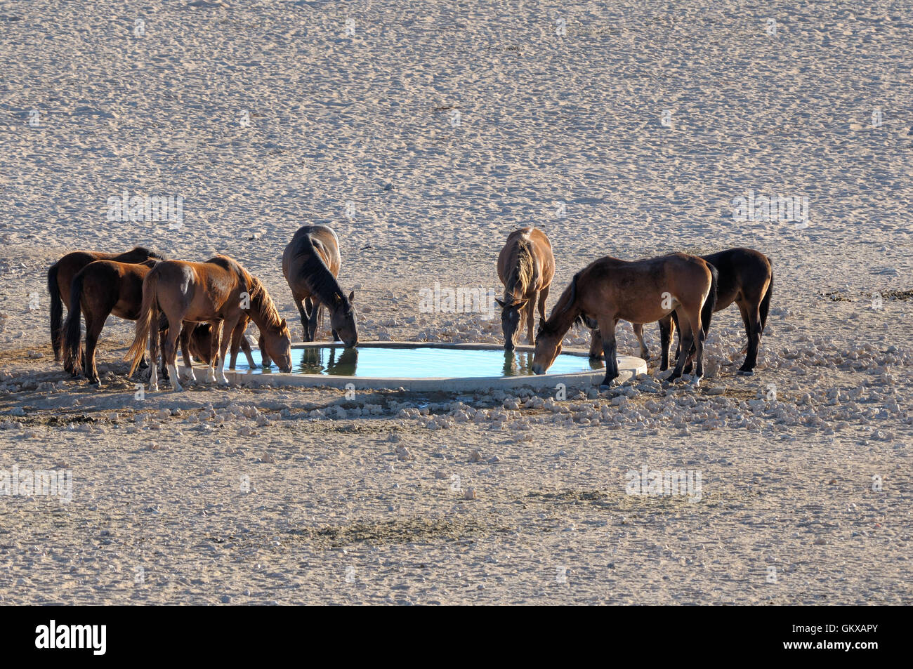 Wild horses of the Namib Stock Photo