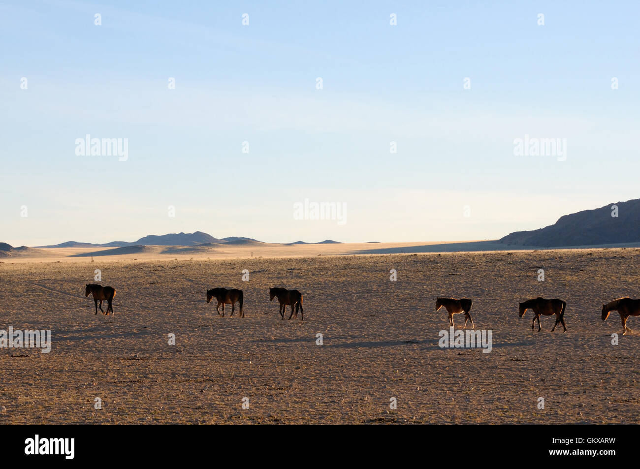 Wild horses of the Namib Stock Photo