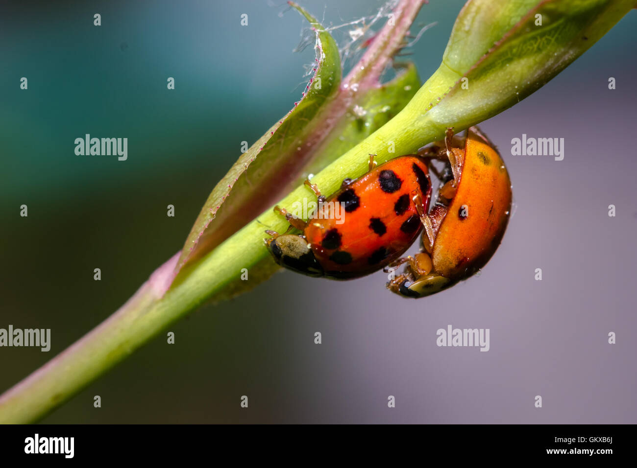 two chinese ladybug reproducting on a branch Stock Photo Alamy