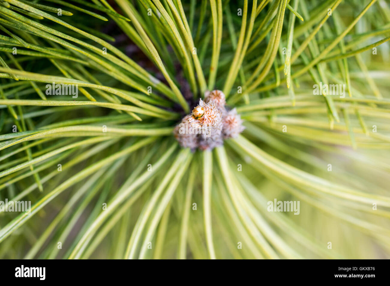 This is a pine fruit shoot from the top. Stock Photo