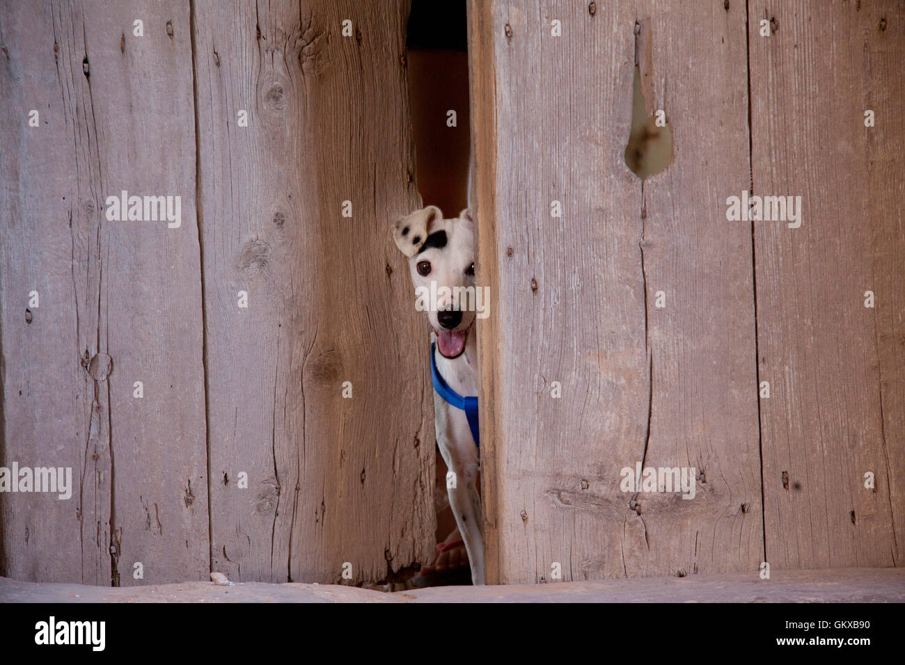 Dog peeping out through barn door Stock Photo