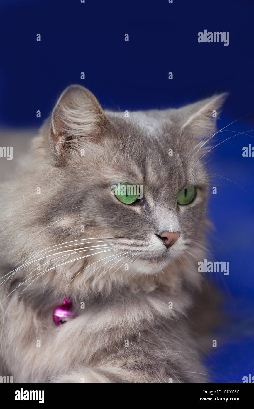 Gray fluffy cat with green eyes Stock Photo - Alamy