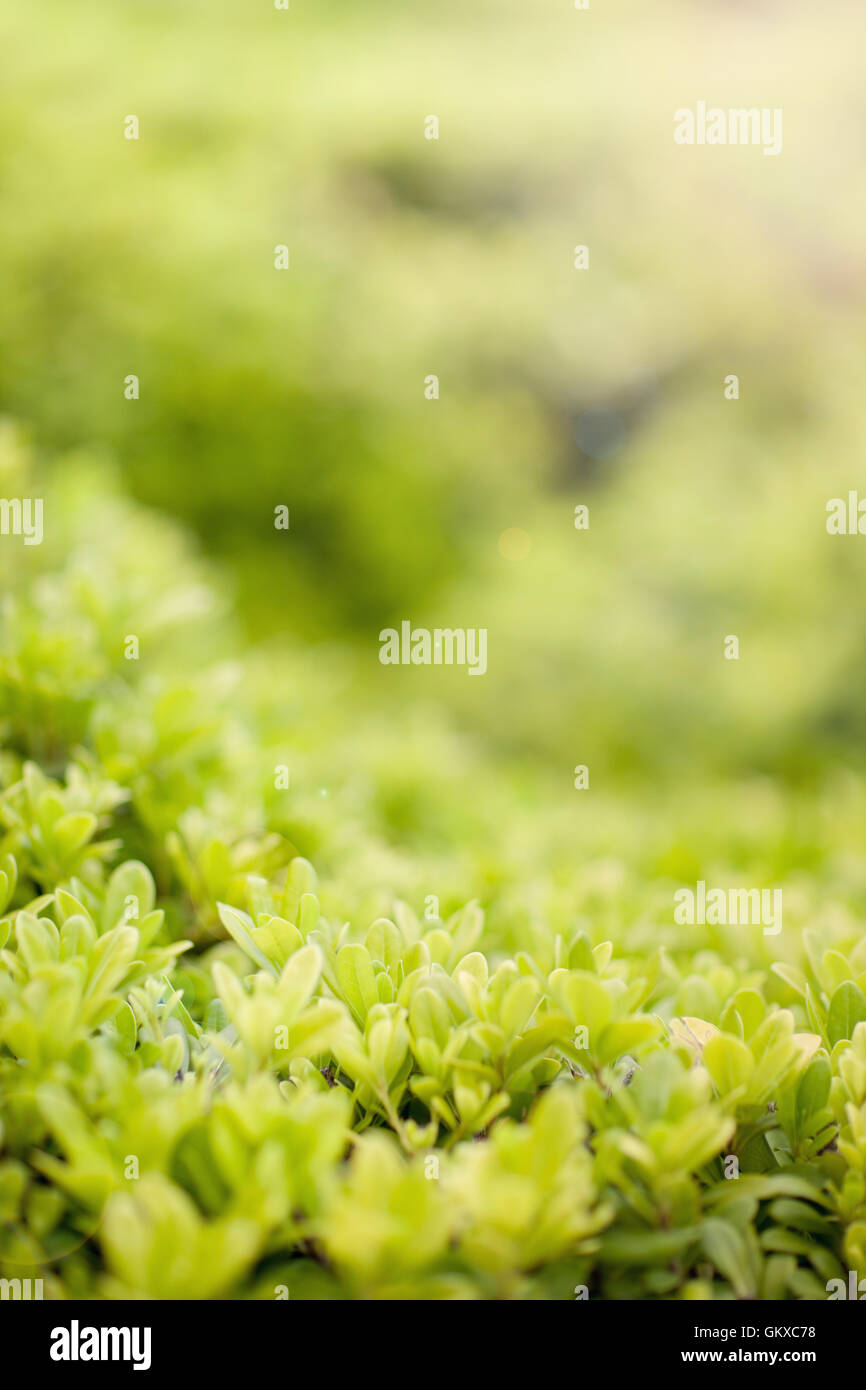 background with green grass Stock Photo - Alamy