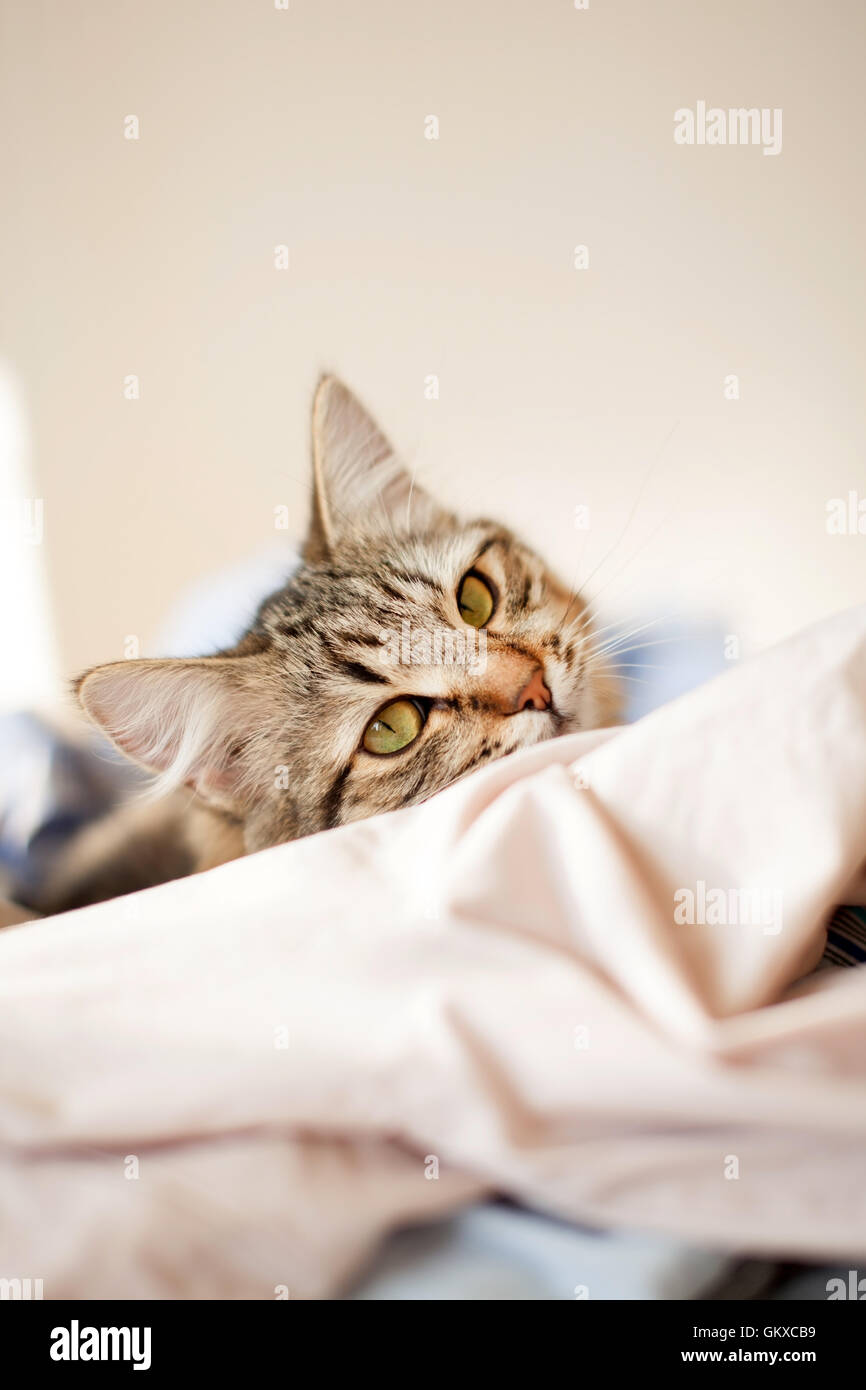 Kitties hires stock photography and images Alamy